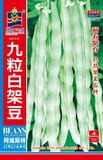 九粒白架豆