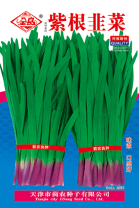 紫根韭菜