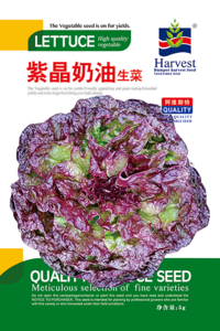 紫晶奶油生菜