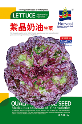 紫晶奶油生菜