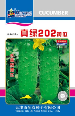 真绿202